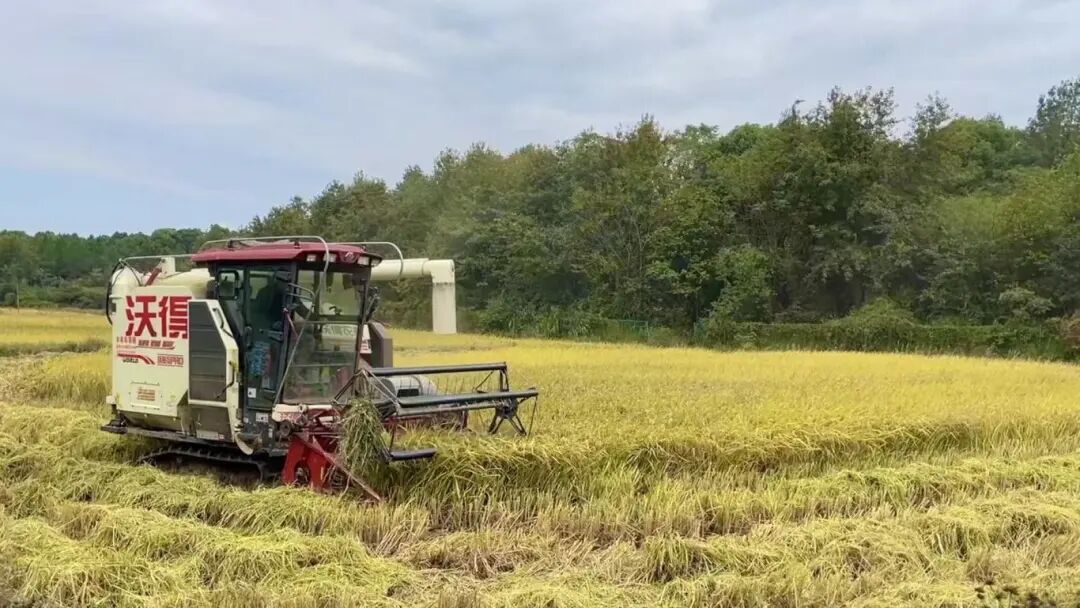 1761537460922598.jpg 1761537460922598.jpg